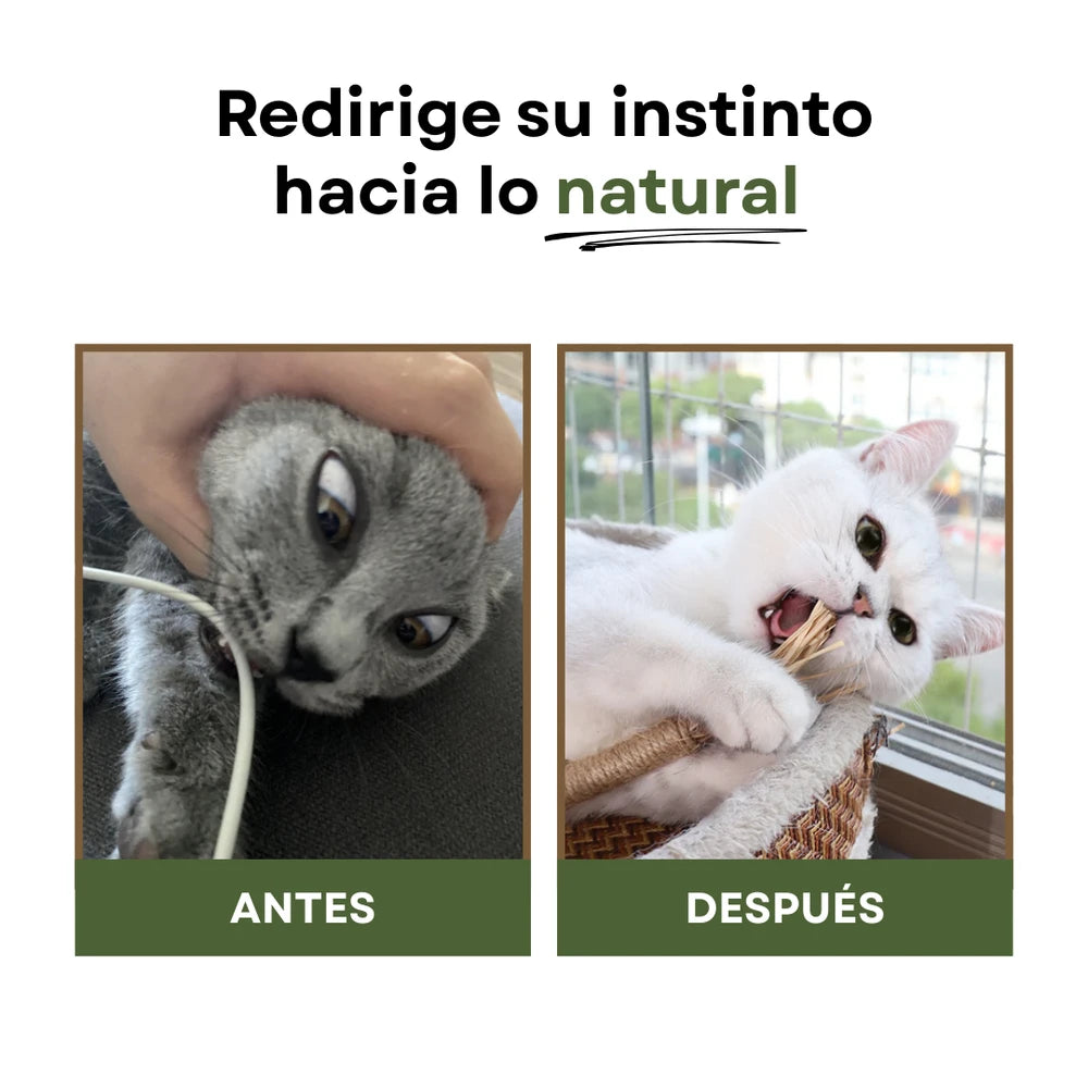 Pack Sticks Dentales Silvervine